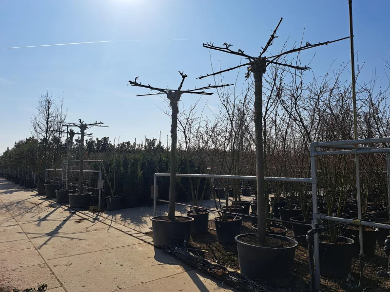 Dakplataan meerderjarige dakvorm (Platanus Hispanica)-12