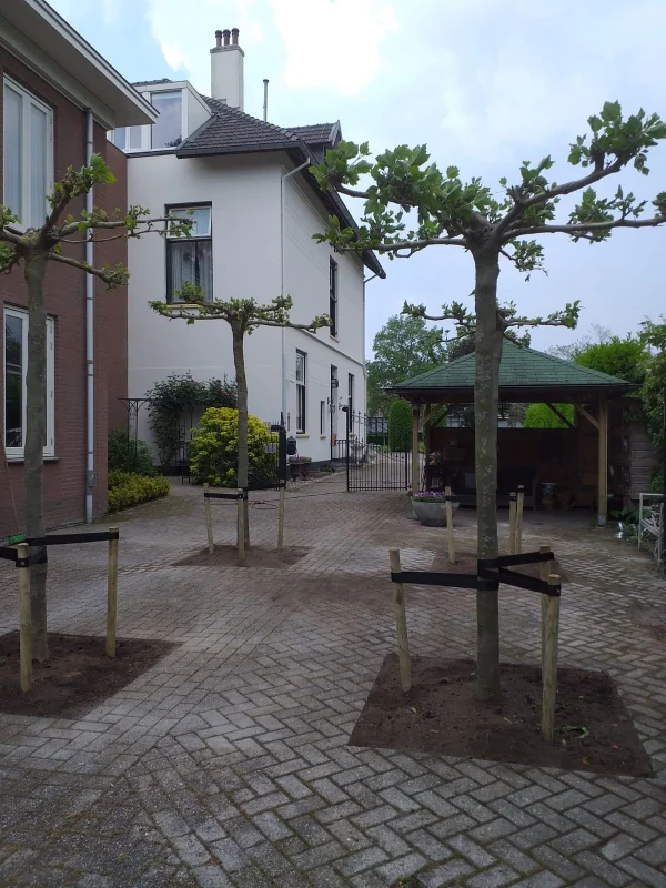 Dakplataan meerderjarige dakvorm (Platanus Hispanica)-14