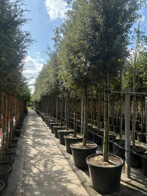 Quercus Ilex Zylinderform (Steineiche)