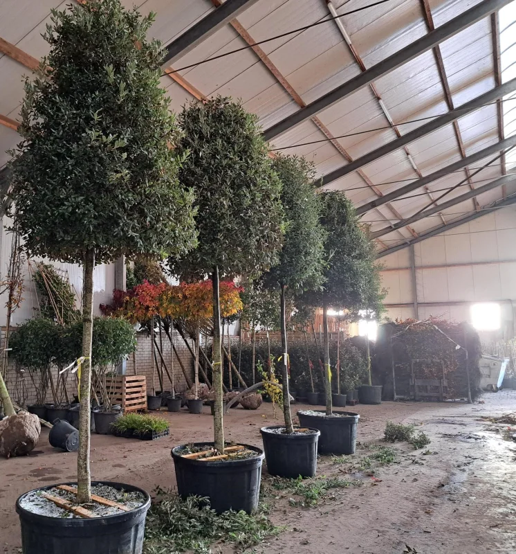 Quercus Ilex Cilindervorm (Groenblijvende Steeneik)-3