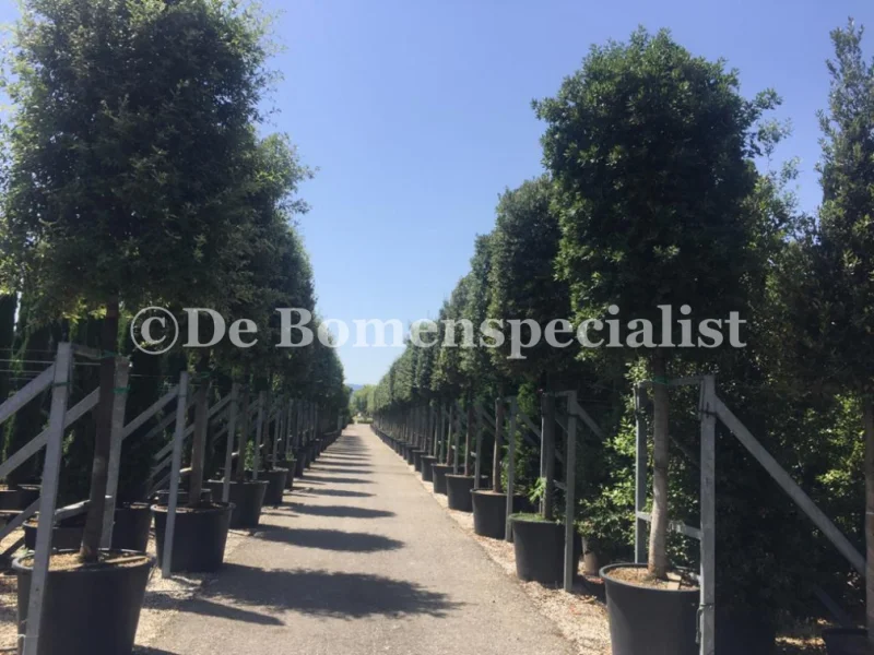 Quercus Ilex Cilindervorm (Groenblijvende Steeneik)-7