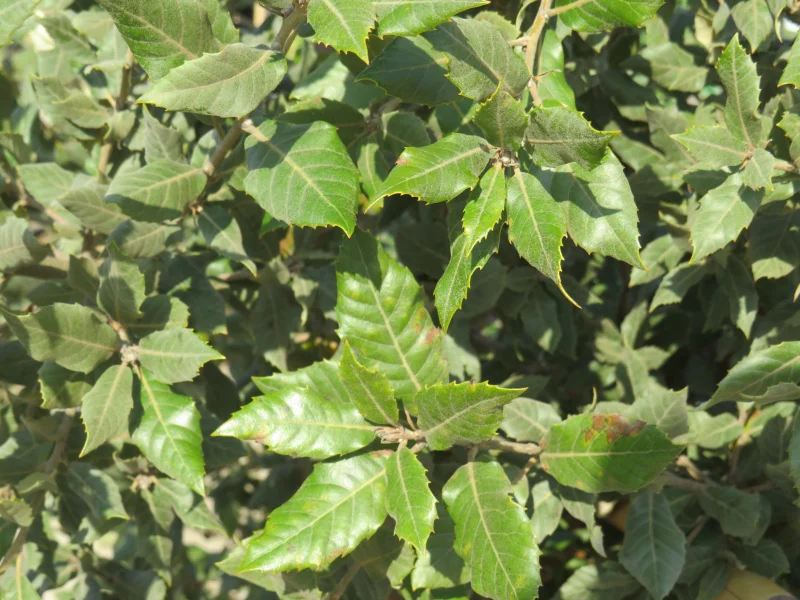 Quercus Ilex Cilindervorm (Groenblijvende Steeneik)-9