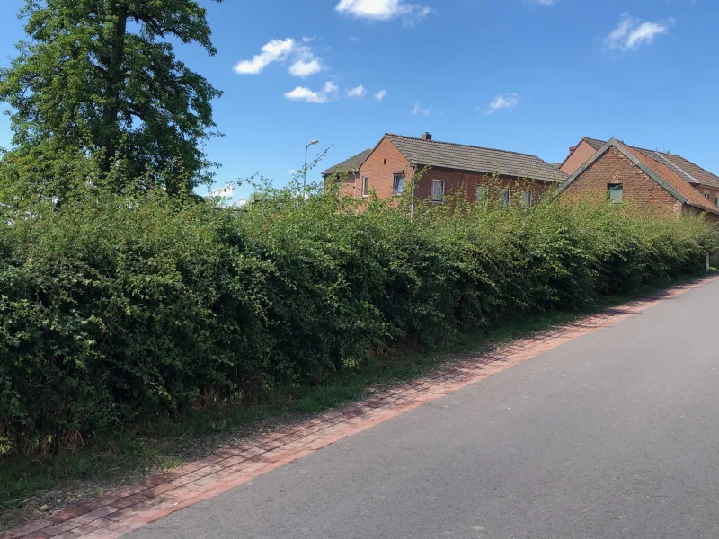 Crataegus Monogyna (Bos-Haagplantsoen)-1