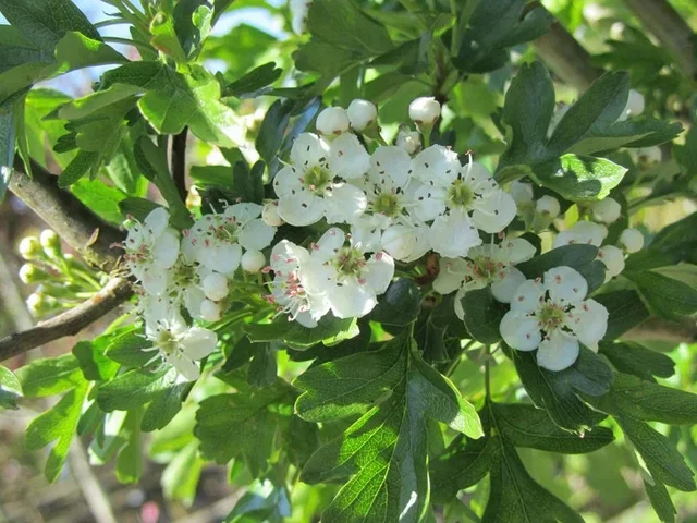 Crataegus Monogyna (Bos-Haagplantsoen)