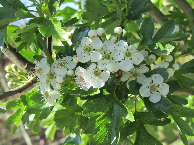Crataegus Monogyna (Bos-Haagplantsoen)