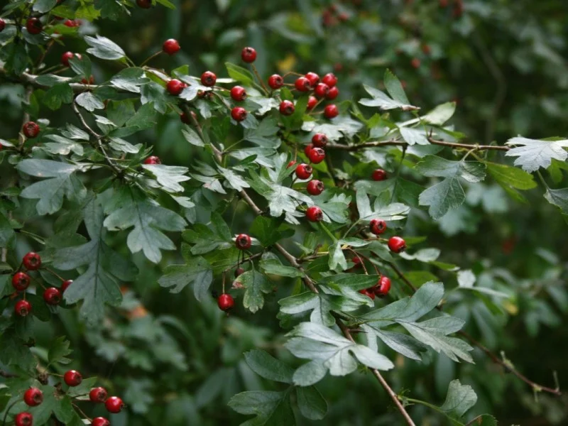Crataegus Monogyna (Bos-Haagplantsoen)-3