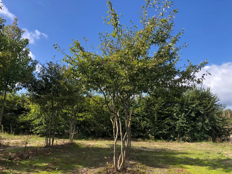Amelanchier Lamarckii Meerstammig (Krentenboom)