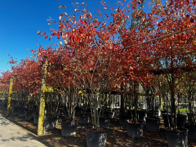 Amelanchier Lamarckii Meerstammig (Krentenboom)-2