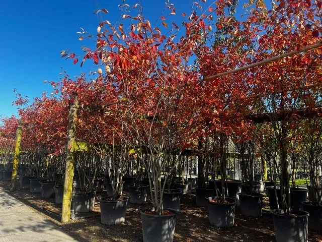 Amelanchier Lamarckii Meerstammig (Krentenboom)
