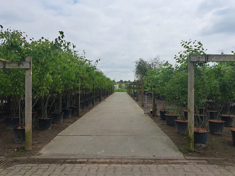 Amelanchier Lamarckii Meerstammig (Krentenboom)-4