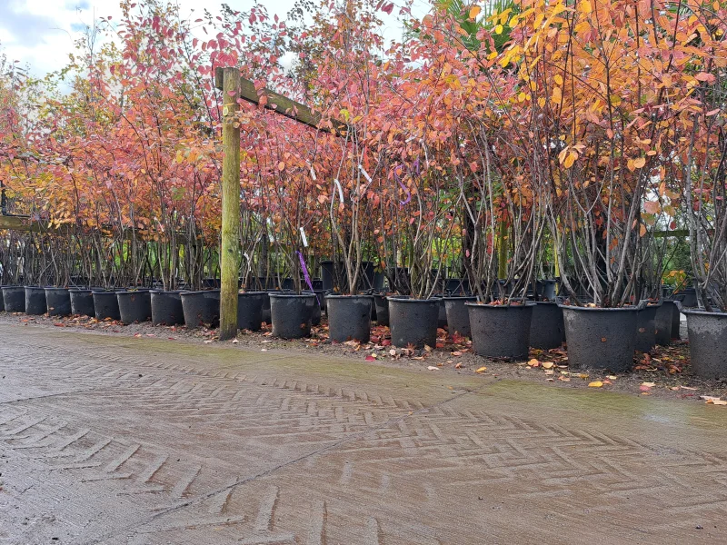 Amelanchier Lamarckii Meerstammig (Krentenboom)-6