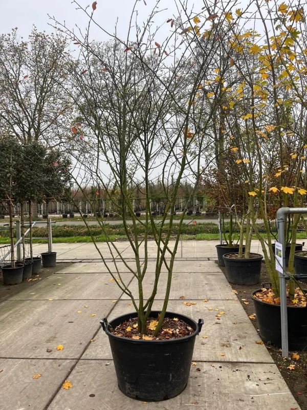 Amelanchier Lamarckii Meerstammig (Krentenboom)-7