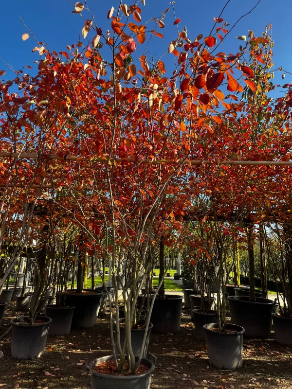 Amelanchier Lamarckii Meerstammig (Krentenboom)-8