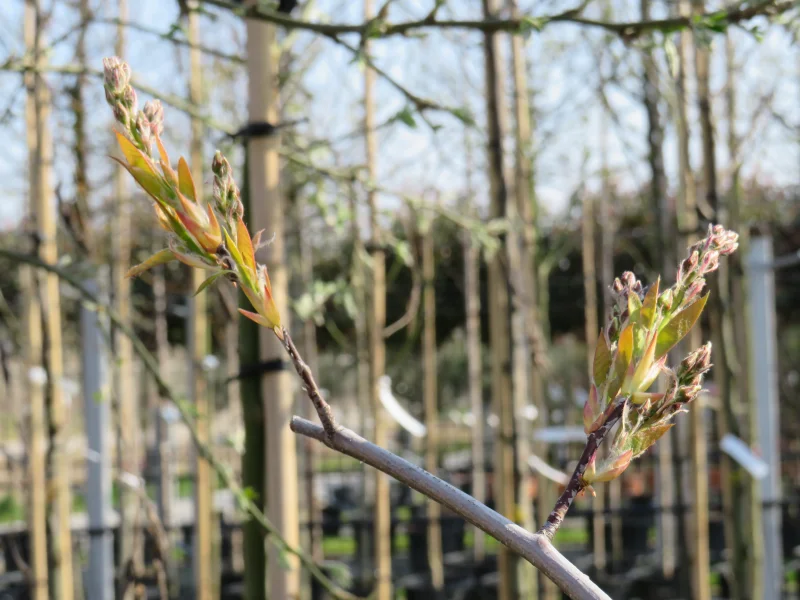 Amelanchier Lamarckii Meerstammig (Krentenboom)-10