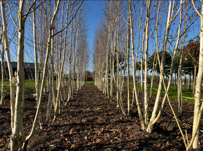 Betula Utilis Doorenbos Meerstammig (Witte Berk)