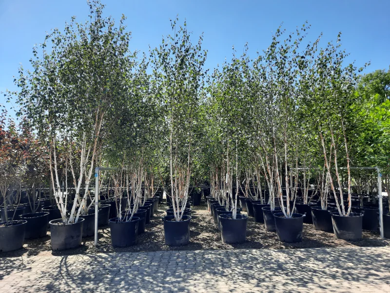 Betula Utilis Doorenbos Meerstammig (Witte Berk)