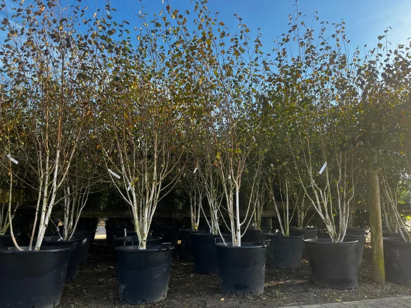 Betula Utilis Doorenbos Meerstammig (Witte Berk)-3