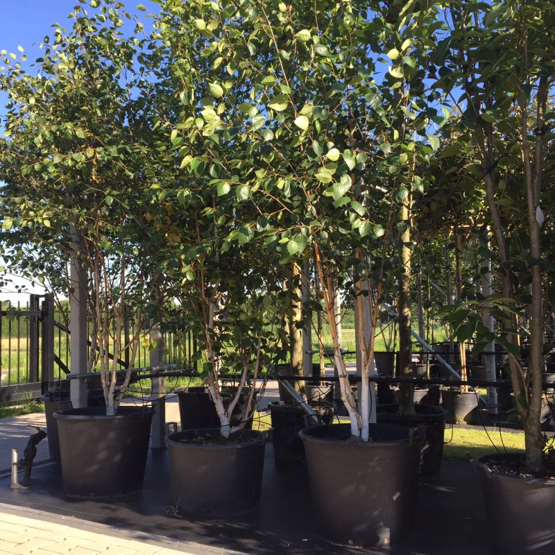 Betula Utilis Doorenbos Meerstammig (Witte Berk)-4