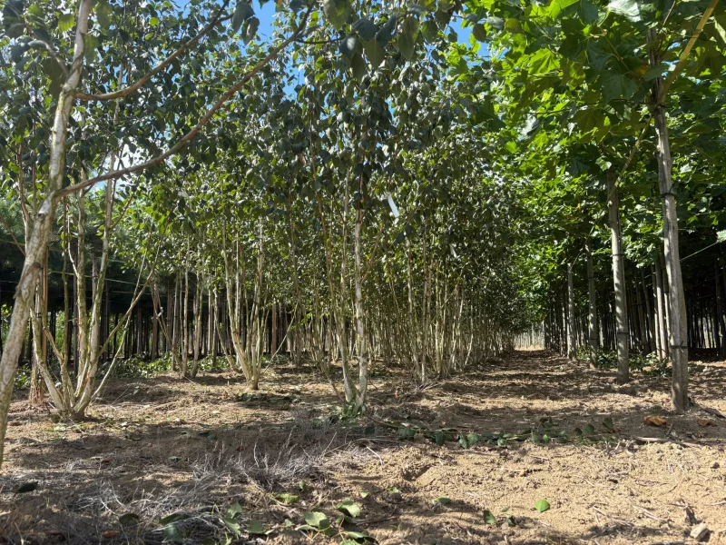 Betula Utilis Doorenbos Meerstammig (Witte Berk)-5