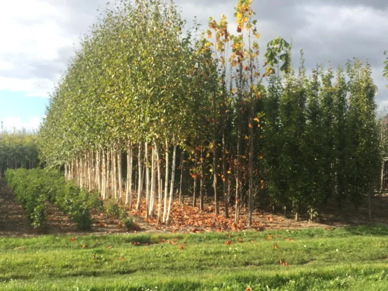 Betula Utilis Doorenbos Meerstammig (Witte Berk)-6