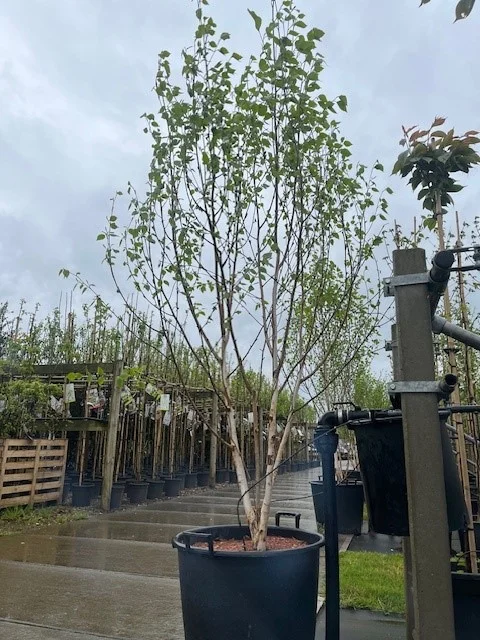 Betula Utilis Doorenbos Meerstammig (Witte Berk)-7