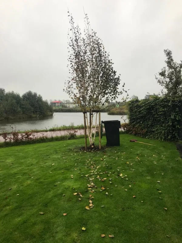 Betula Utilis Doorenbos Meerstammig (Witte Berk)-8