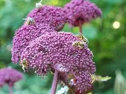 Angelica gigas Angelica gigas