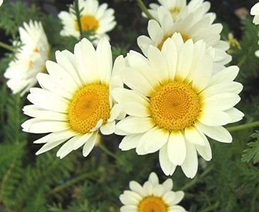 Anthemis hyb. 'Sauce Hollandaise' Anthemis hyb. 'Sauce Hollandaise'