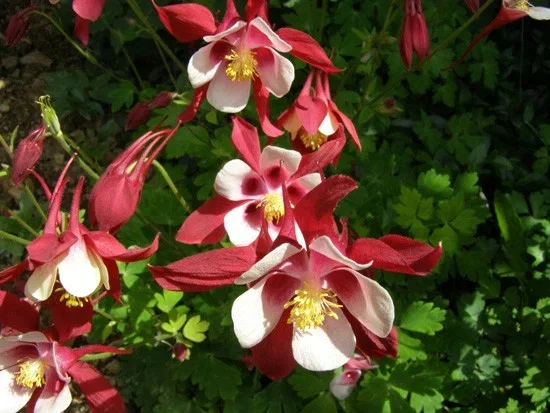 Aquilegia 'Crimson Star'