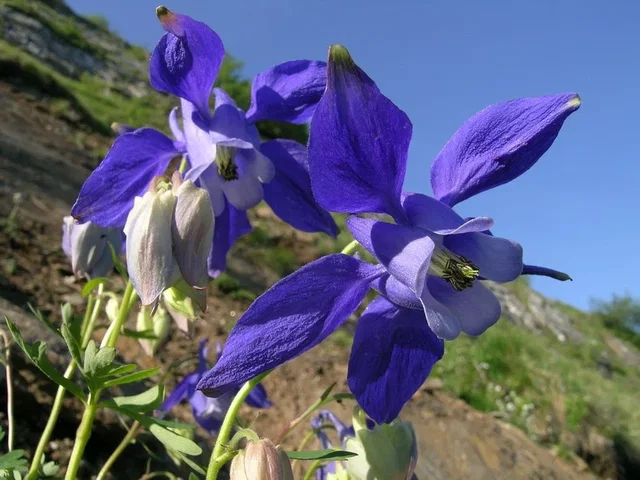 Aquilegia alpina