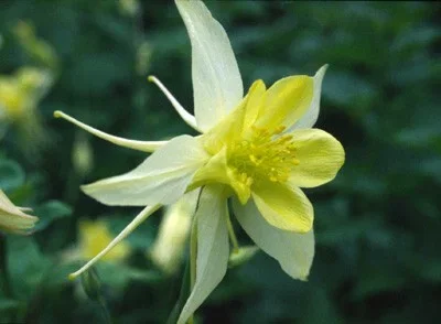 Aquilegia chrysantha 'Yellow Queen'