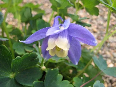 Aquilegia f. 'Ministar'