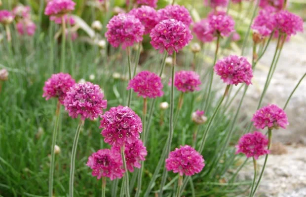 Armeria mar. 'Dusseldorfer Stolz'