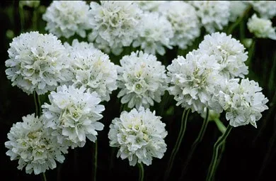 Armeria mar. 'Alba'