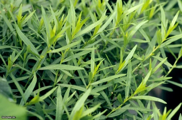 Artemisia dracunculus Artemisia dracunculus