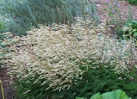 Aruncus 'Guinea Fowl'