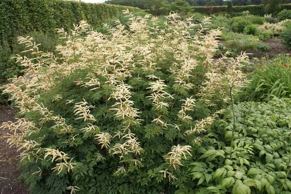Aruncus 'Horatio'