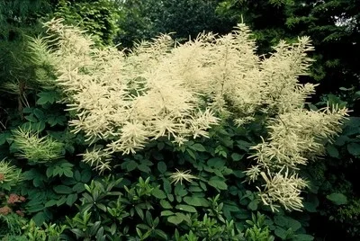 Aruncus dioicus 'Kneiffii'