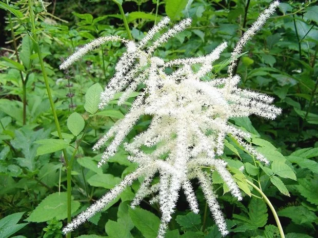 Aruncus dioicus