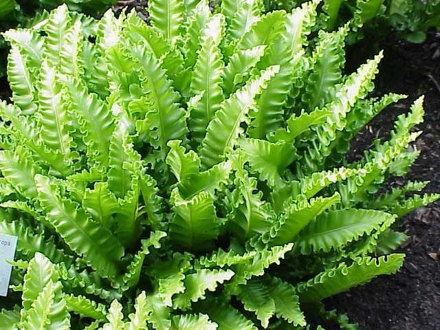 Asplenium scolopendrium