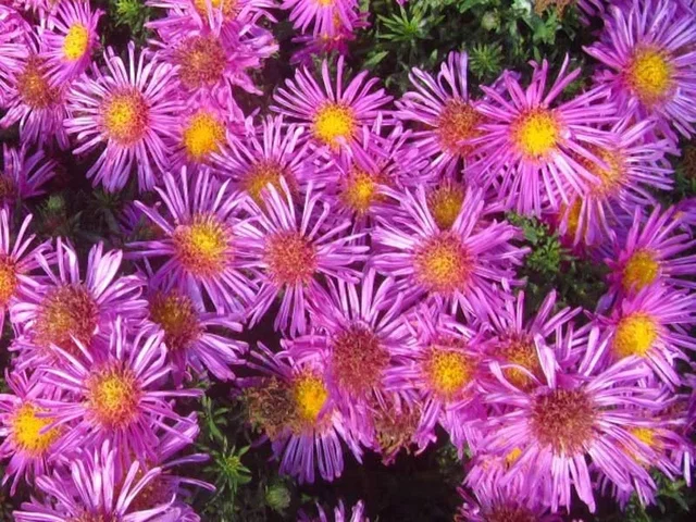 Aster (D) 'Alice Haslam'