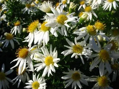 Aster (D) 'Apollo'