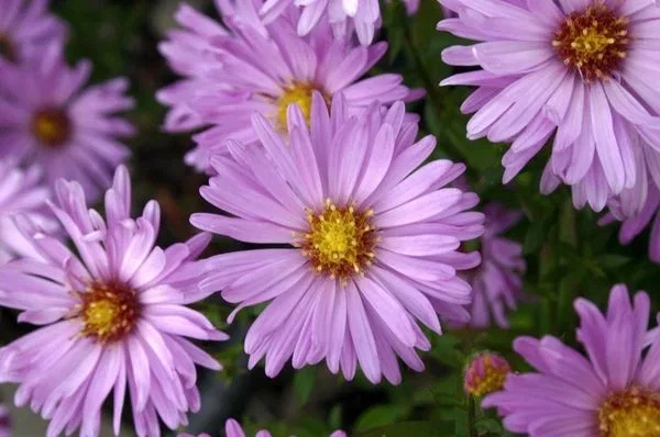 Aster (D) 'Herbstgrüss v.Bresserh.'