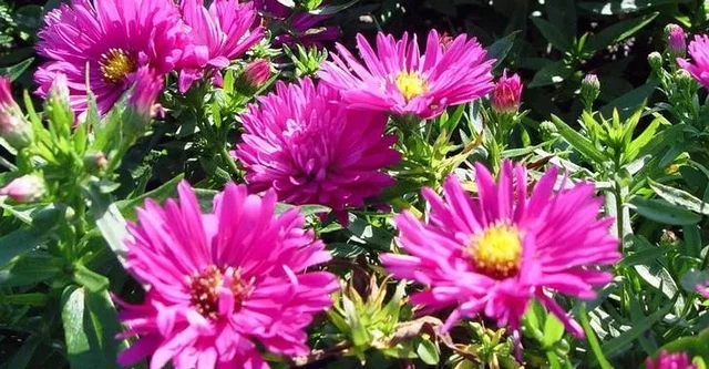 Aster (D) 'Jenny'
