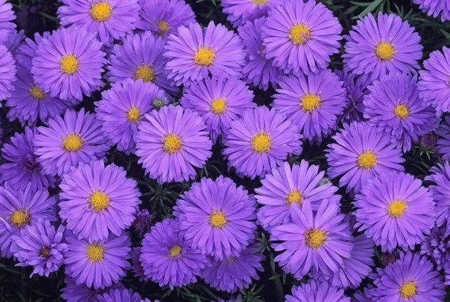 Aster (D) 'Lady in Blue'