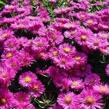 Aster (D) 'Peter Harrison'