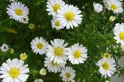 Aster (D) 'Schneekissen'