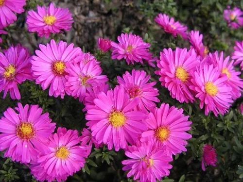 Aster (D) 'Starlight'