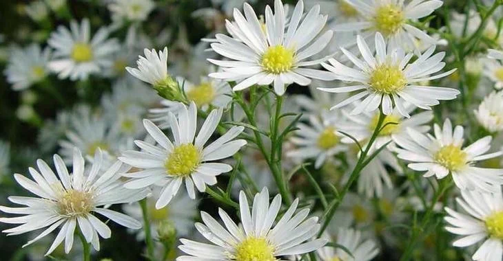 Aster (U) 'Monte Cassino'