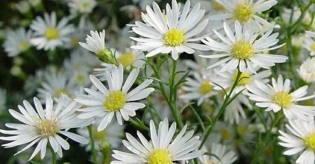 Aster (U) 'Monte Cassino'